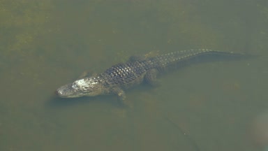 Amerikan timsahı - alligator mississippiensis.