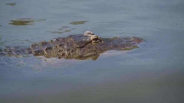 Single crocodile floating in water. — Stock Video