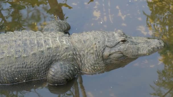 Панировочный снимок аллигатора, лежащего в болотах — стоковое видео