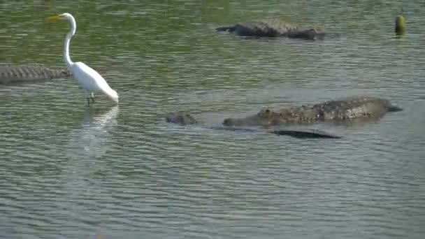 Alligator zweeft net boven het water — Stockvideo