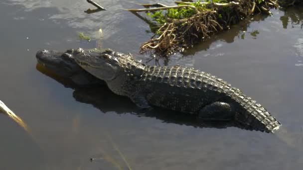 Сезон спаривания крокодилов — стоковое видео