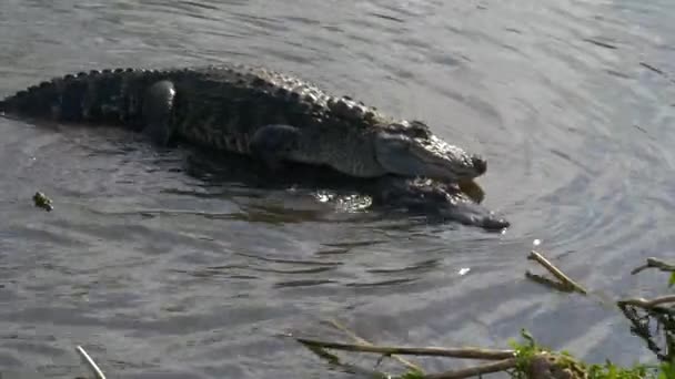 Temporada de acasalamento do crocodilo — Vídeo de Stock