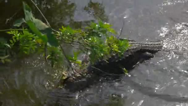 Alligator parningssäsongen — Stockvideo