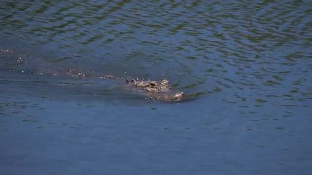 Crocodile unique flottant dans l'eau . — Video