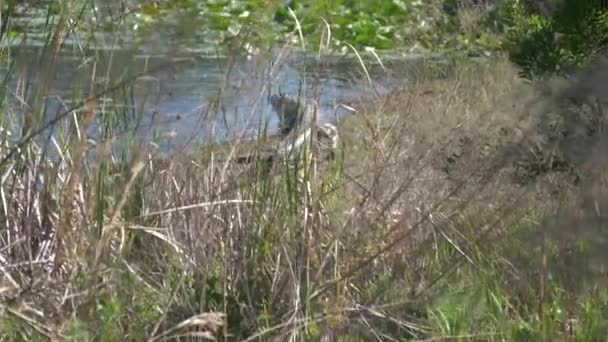 鳄鱼去湖边 在自然栖息地的草地上观看 佛罗里达沼泽里的鳄鱼鳄鱼在陆地上 美国鳄鱼从水里出来了 — 图库视频影像