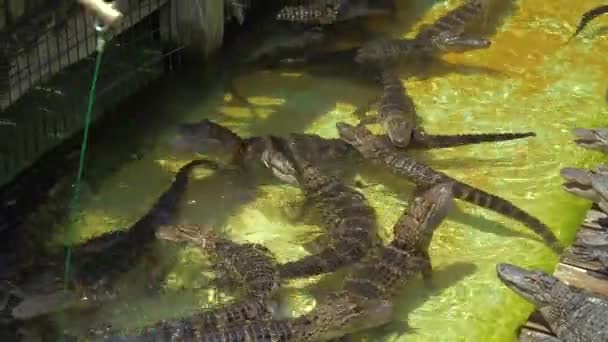 Hungriga alligatorer på gården. — Stockvideo