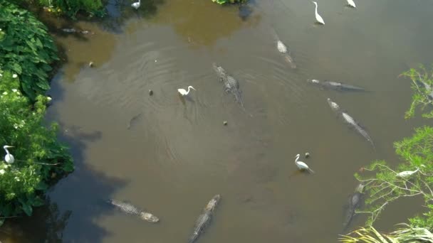 Alligators in a swamp in Florida, aeril view. — Stock Video