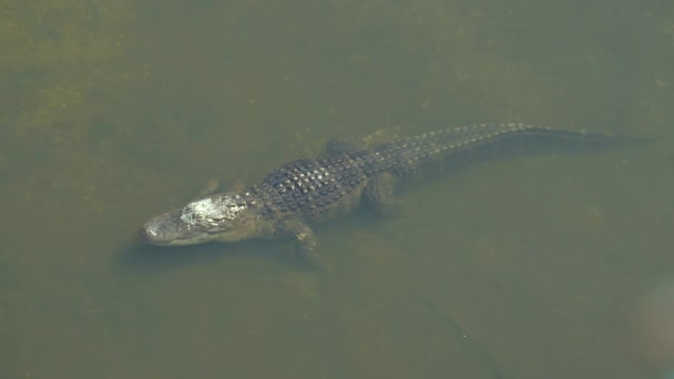 Cocodrilo americano - Alligator mississippiensis . — Vídeo de stock