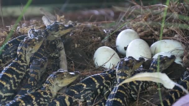 Neugeborener Alligator in der Nähe der Eiablage im Nest. — Stockvideo