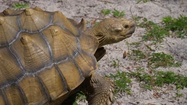 Büyük Afrika Sulcata kaplumbağa.