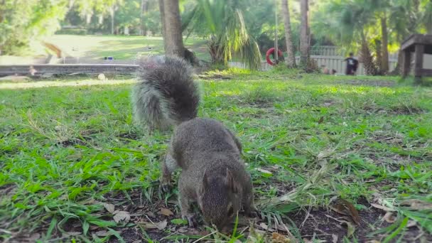 Cámara de acción dispara a una ardilla que come nueces — Vídeos de Stock