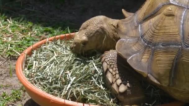 Wielki żółw Afryki Sulcata jedzenia trawy — Wideo stockowe