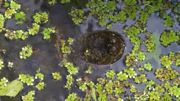 Kousající Hrdlička v bažinách Floridy džungle — Stock video