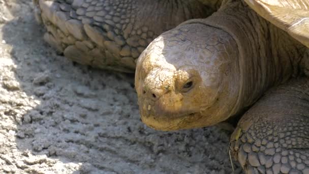 Büyük Afrika Sulcata kaplumbağa. — Stok video