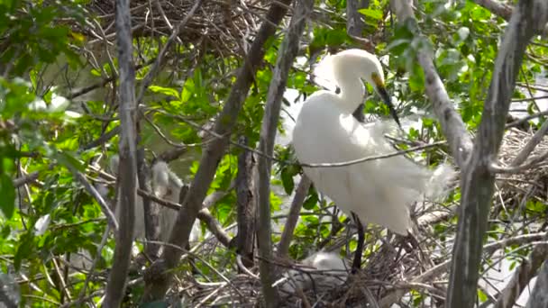 Great Egret gniazdo z młodych piskląt. Gniazda ptaków. — Wideo stockowe