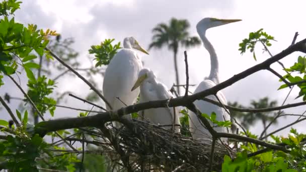 Grand nid d'aigrette avec de jeunes poussins. nid d'oiseaux . — Video