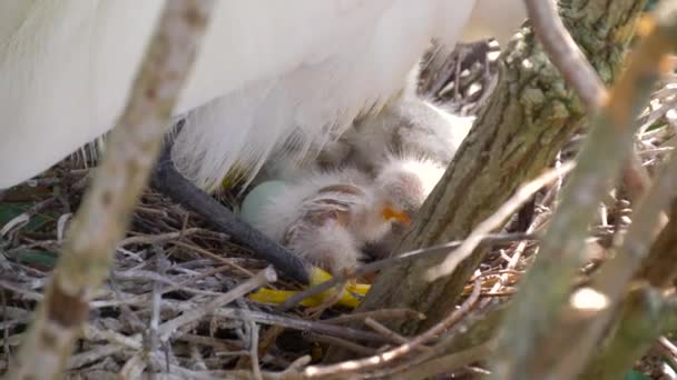 Silberreiher mit jungen Küken. Vogelnest. — Stockvideo