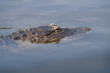 Suda yüzen tek timsah. Timsah su büyük bir timsah var. Amerikan timsah - Alligator mississippiensis. Bir timsah, Florida, 4k Başkanı Close-up.
