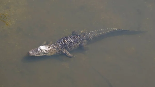 Alligator Ist Ein Großes Krokodil Wasser Einzelnes Krokodil Das Wasser — Stockfoto