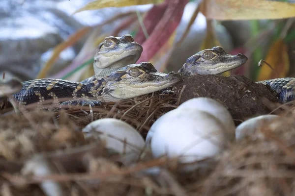 Surgen Crías Cocodrilo Cocodrilo Recién Nacido Cerca Puesta Huevos Nido — Foto de Stock