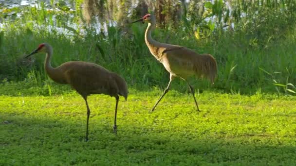 Sandhill cranes family feed near lake. — Stock Video