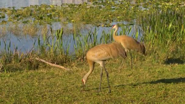 Grúas areniscas alimentación familiar cerca del lago . — Vídeos de Stock