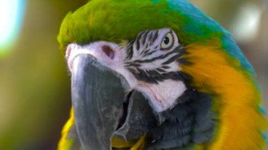 Amerika papağanı papağan mavi-sarı yakın çekim