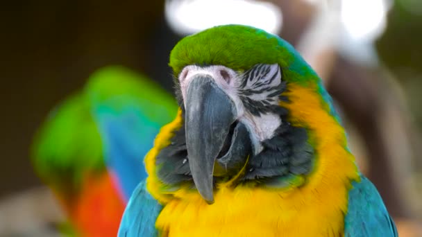 Közelkép Kék és arany arapagáj papagáj fej. Stock Felvétel