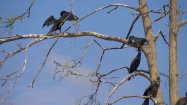Phalacrocorax carbo. Büyük siyah karabatak.