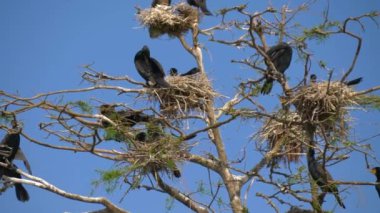 Phalacrocorax carbo. Büyük siyah karabatak.