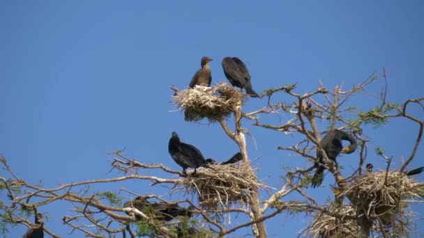Negro grandes nidos de cormoranes en un árbol — Vídeos de Stock