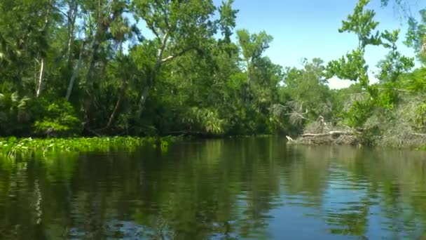 Tropical river with forest on the banks. — Stock Video