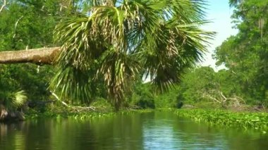 Yağmur ormanları orman nehir akıyor