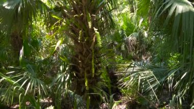 tropikal ormanda gür yeşil yapraklar