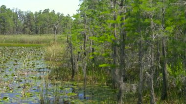 Tropikal orman ortamında gür yeşil bataklık. Ormanda bataklık. Bataklık ağaçta. Güzel doğa manzara park veya orman Florida. Amerika Birleşik Devletleri. Panorama atış. Sulak bataklık orman göl manzarası.