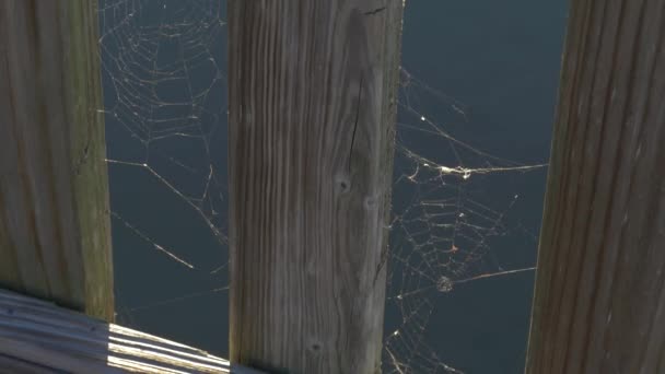 Spider Web On The Water Background Close Up. — Stock Video