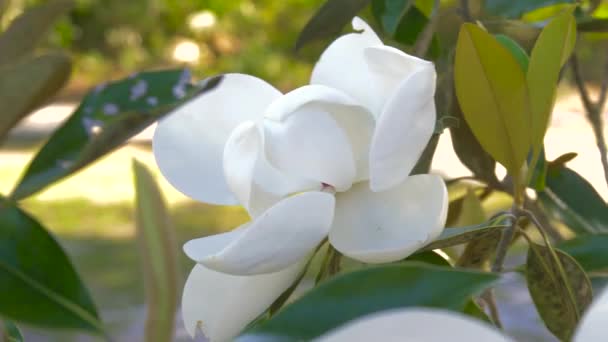 Magnolia kwiat kwitnący. — Wideo stockowe