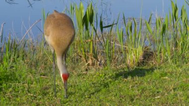 Sandhill Crane, Grus canadensis - Florida