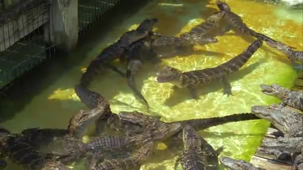 Разведение аллигаторов во Флориде — стоковое видео