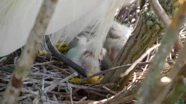 Grote zilverreiger nest met jonge meiden. — Stockvideo