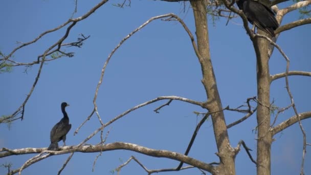 Black Great Cormorant nests in a tree. — Stock Video