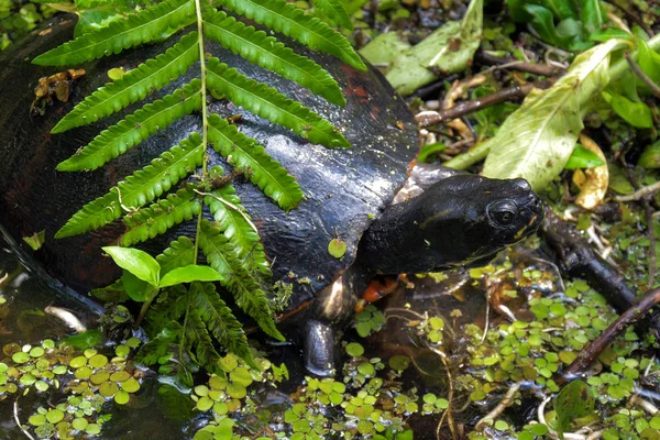 Eastern River Cooter Turtle — Zdjęcie stockowe