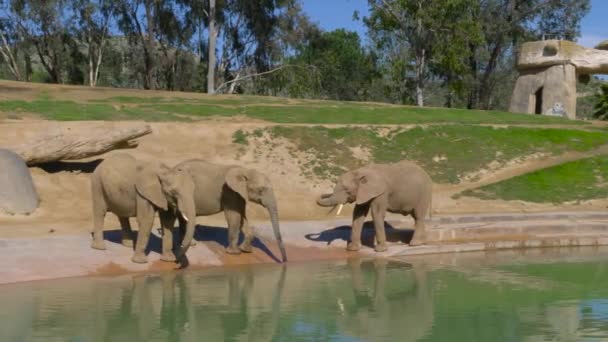 Young elephants play near a watering hole — Stock Video