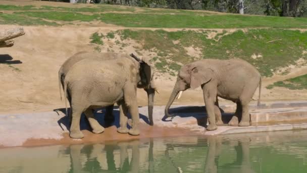 年轻的大象在一个浇水的洞附近玩耍 — 图库视频影像