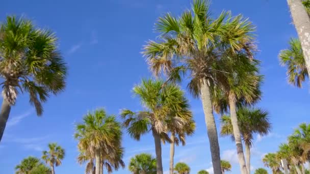 美しい青い空とヤシの木 青い空を背景に緑のヤシの木 ヤシの木と空の眺め 穏やかな熱帯風の椰子の木 下のビュー 素敵な熱帯背景のビュー — ストック動画