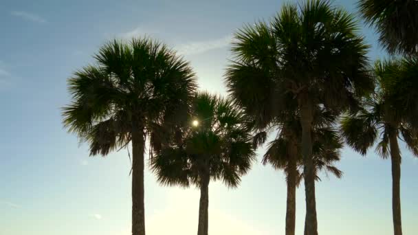 夕暮れ時のビーチで椰子の木をシルエット 晴れた空の背景にヤシの木のてっぺん ヤシの木の暗いシルエット 夕暮れのヤシの木シルエットの美しい熱帯のビーチ — ストック動画