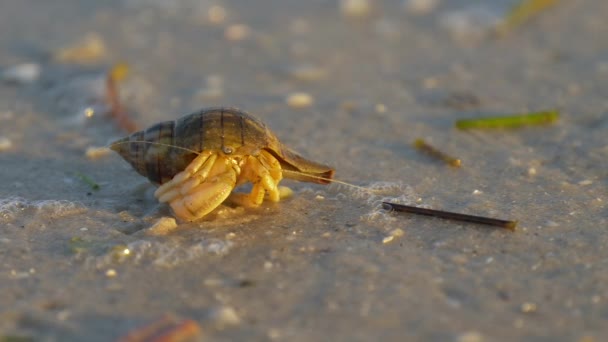 Macro Vista Granchio Eremita Piccolo Granchio Eremita Nella Sabbia Granchio — Video Stock