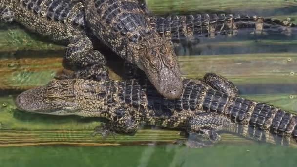 Крокодиловая ферма много aligators сердитый фон — стоковое видео