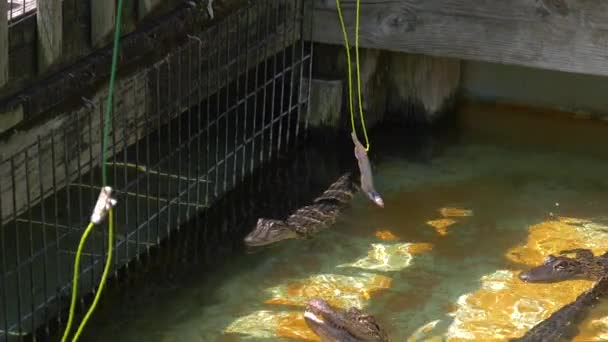 Hungry alligators on the farm. — Stock Video