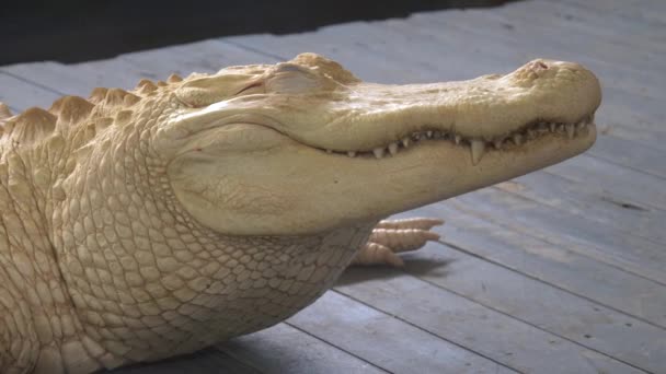 Albino alligator zavřete portrét — Stock video